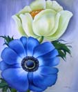 Annemone Wei� und Blau