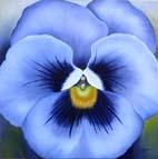 Stiefm�tterchen Blau