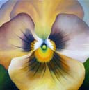 Stiefm�tterchen Orange